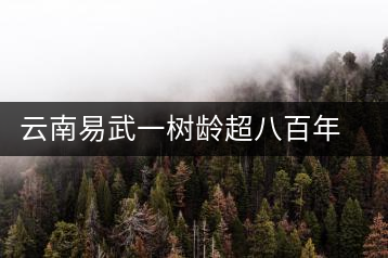 云南易武一樹齡超八百年古茶樹死亡,當地曾每年組織村民拜謁