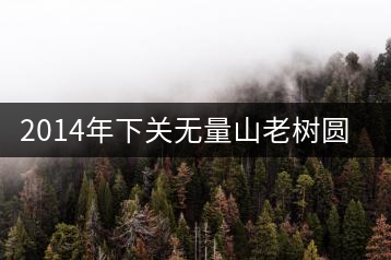 2014年下關無量山老樹圓茶開湯