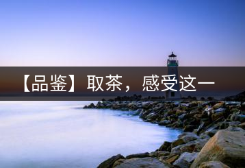 【品鑒】取茶，感受這一輪鳳起古茶的魅力