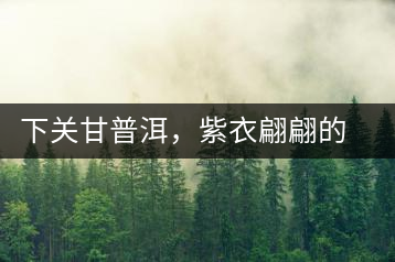 下關甘普洱，紫衣翩翩的綺麗小餅