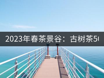 2023年春茶景谷：古樹茶500-600元／公斤，紫芽茶300-480元／公斤，白芽茶1200-2000元／公斤。