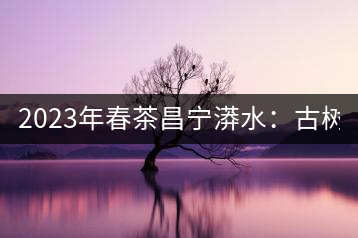 2023年春茶昌寧漭水：古樹混采純料480-600元／公斤，大樹360-420元／公斤，臺地260-300元／公斤，古樹單株均價880-1200元／公斤。