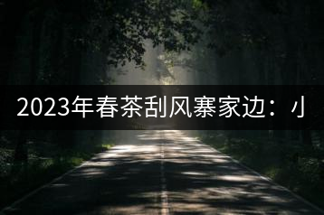 2023年春茶刮風(fēng)寨家邊：小樹(shù)400-500，古樹(shù)1000-1600元／公斤