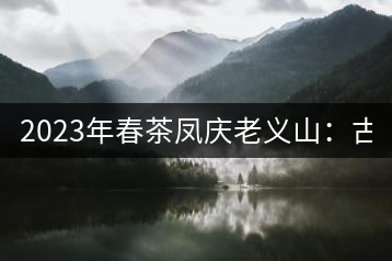 2023年春茶鳳慶老義山：古樹(shù)茶1600-2000元／公斤