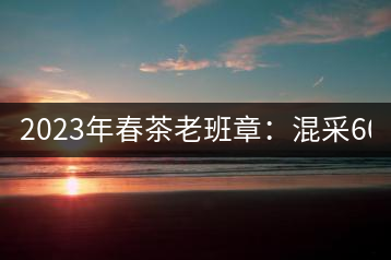 2023年春茶老班章：混采6000-8000元／公斤，挑采：12000元／公斤
