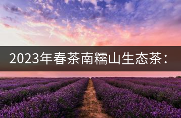 2023年春茶南糯山生態茶：200-300元／公斤，古樹：900-1500元／公斤