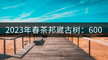 2023年春茶邦崴古樹：600-1000元／公斤