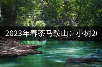 2023年春茶馬鞍山：小樹260–300元／公斤，古樹450-500元／公斤