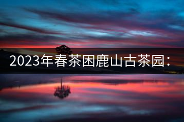 2023年春茶困鹿山古茶園：大樹8000-12000元／公斤，周邊小樹200-300元／公斤