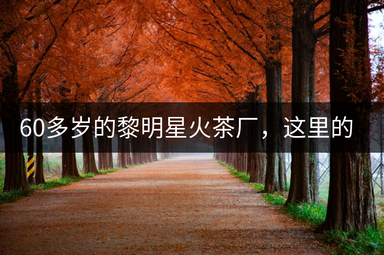 60多歲的黎明星火茶廠，這里的人依然在做茶