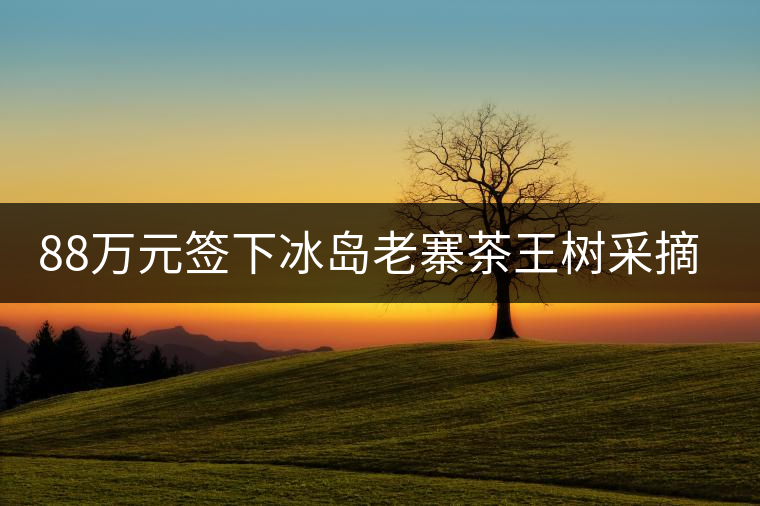88萬元簽下冰島老寨茶王樹采摘權，誰說這是“競價交易”？