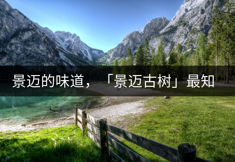景邁的味道,「景邁古樹」最知道丨賞鑒 景邁的味道,「景邁古樹」最知道丨賞鑒
