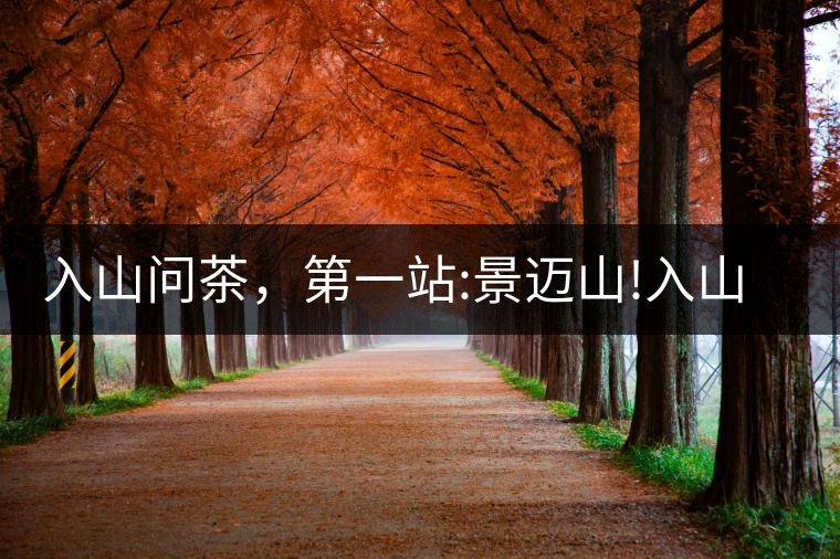 入山問茶，第一站:景邁山!入山問茶，第一站：景邁山！