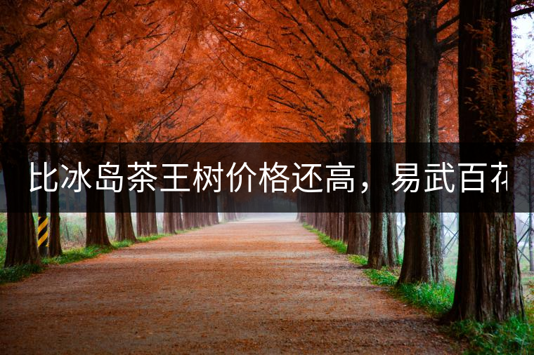 比冰島茶王樹價格還高，易武百花潭高桿古樹茶以100萬成...比冰島茶王樹價格還高，易武百花潭高桿古樹茶以100萬成交