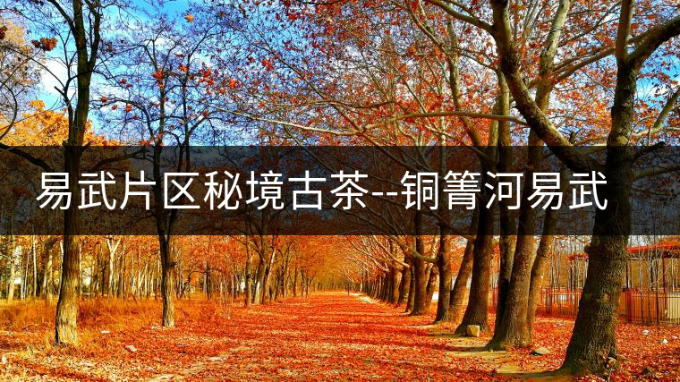 易武片區秘境古茶--銅箐河易武片區秘境古茶——銅箐河 易武片區秘境古茶--銅箐河易武片區秘境古茶——銅箐河