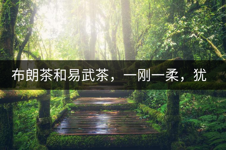 布朗茶和易武茶,一剛一柔,猶如洪拳與太極 布朗茶和易武茶,一剛一柔,猶如洪拳與太極