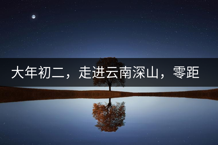 大年初二，走進云南深山，零距離接觸古茶樹