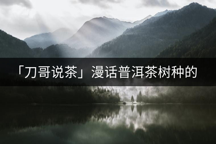 「刀哥說茶」漫話普洱茶樹種的分類 「刀哥說茶」漫話普洱茶樹種的分類