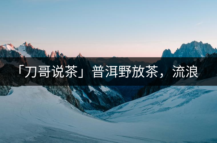 「刀哥說茶」普洱野放茶，流浪狗的春天