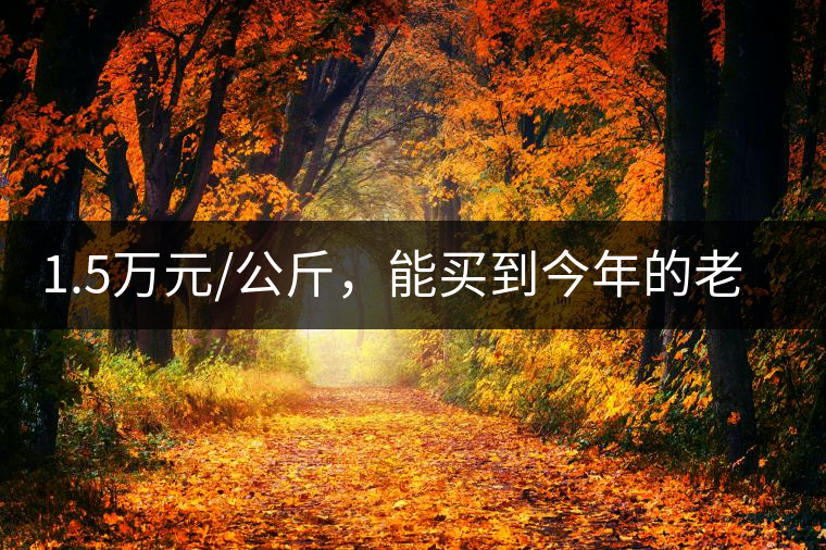 1.5萬元/公斤,能買到今年的老班章古樹茶嗎?1.5萬元/公斤,能買到今年的老班章古樹茶嗎? 1.5萬元/公斤,能買到今年的老班章古樹茶嗎?1.5萬元/公斤,能買到今年的老班章古樹茶嗎?