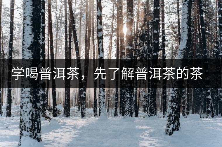 學(xué)喝普洱茶，先了解普洱茶的茶性