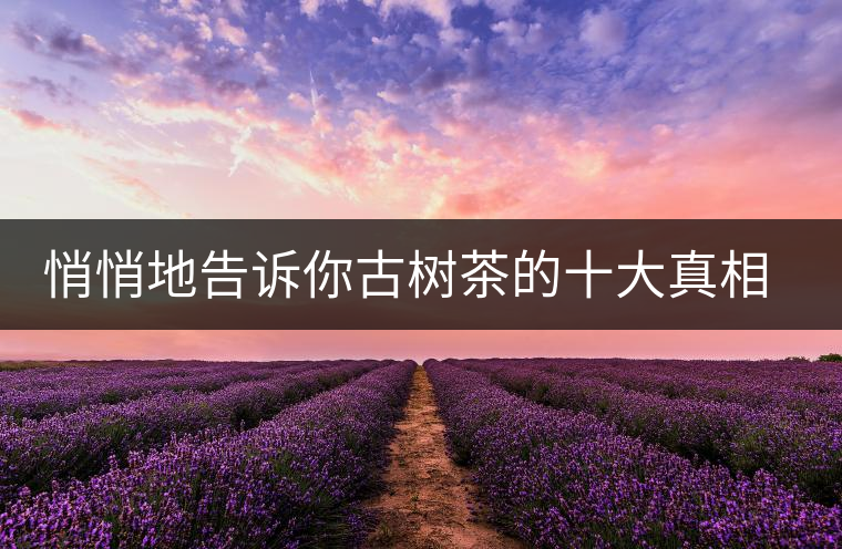 悄悄地告訴你古樹茶的十大真相，就不怕交學費了