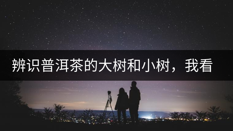 辨識(shí)普洱茶的大樹(shù)和小樹(shù),我看這篇最靠譜 辨識(shí)普洱茶的大樹(shù)和小樹(shù),我看這篇最靠譜