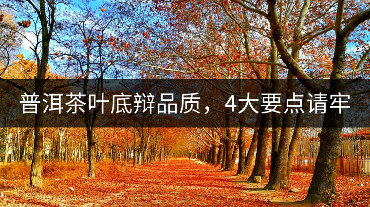普洱茶葉底辯品質,4大要點請牢記! 普洱茶葉底辯品質,4大要點請牢記!
