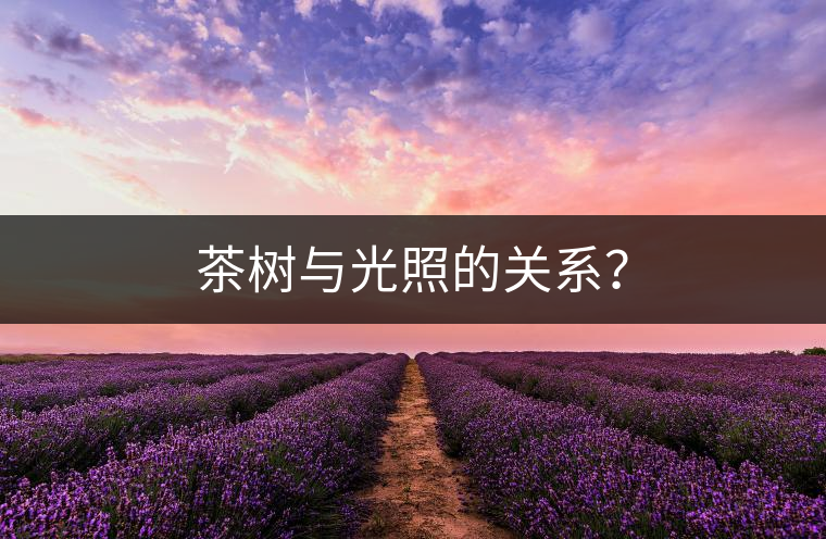 茶樹與光照的關系？