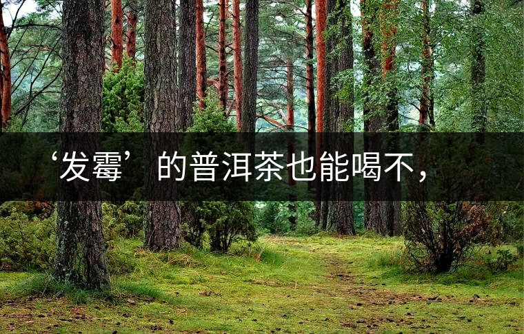 ‘發(fā)霉’的普洱茶也能喝不,看科學(xué)解釋 ‘發(fā)霉’的普洱茶也能喝不,看科學(xué)解釋