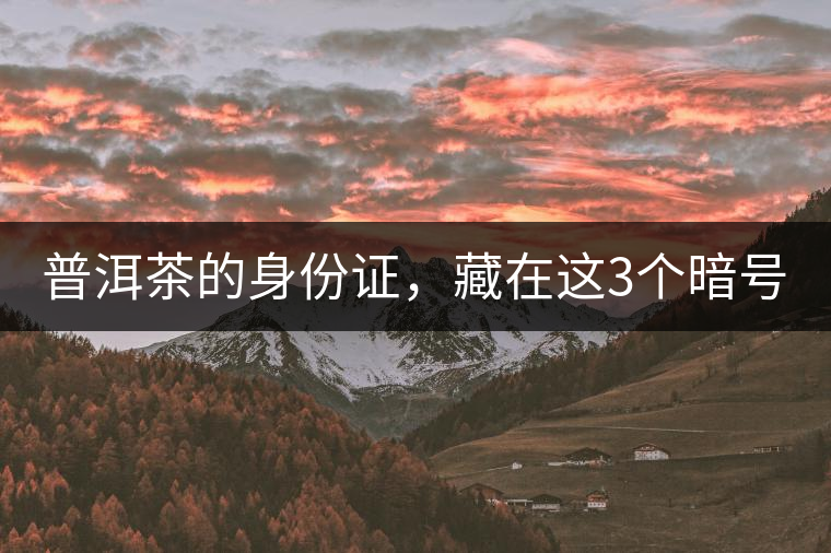 普洱茶的身份證，藏在這3個暗號中