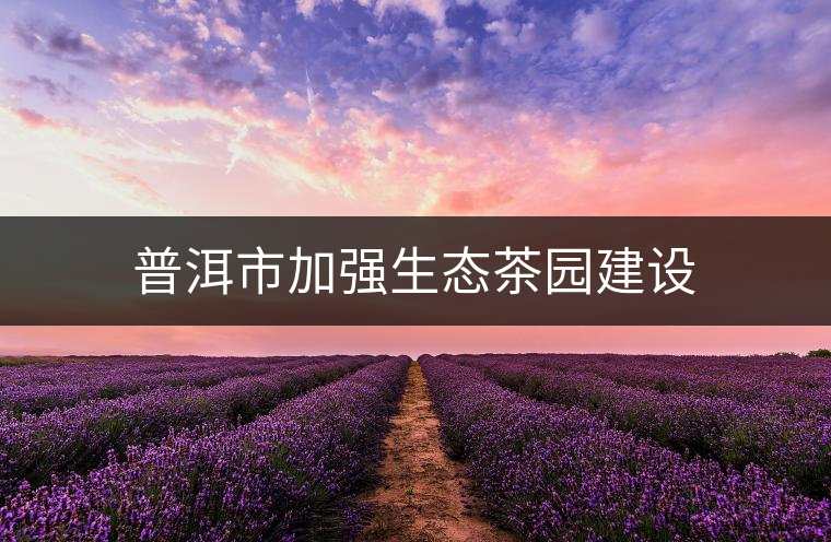 普洱市加強生態茶園建設