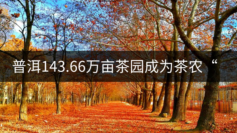 普洱143.66萬畝茶園成為茶農“綠色銀行” 普洱143.66萬畝茶園成為茶農“綠色銀行”