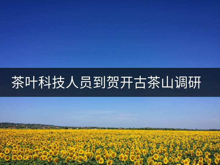 茶葉科技人員到賀開古茶山調研古茶樹資源