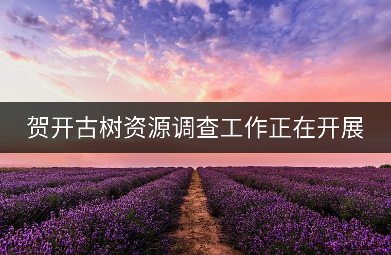 賀開古樹資源調查工作正在開展 賀開古樹資源調查工作正在開展