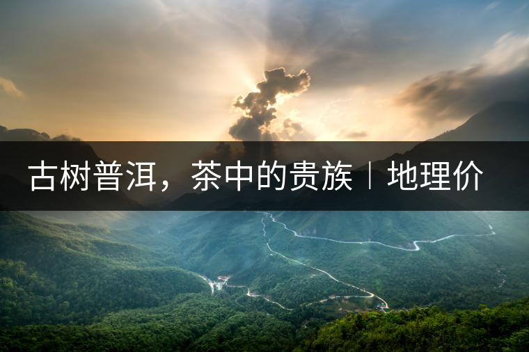 古樹普洱,茶中的貴族︱地理價值是普洱茶的最大資源優(yōu)勢 古樹普洱,茶中的貴族︱地理價值是普洱茶的最大資源優(yōu)勢
