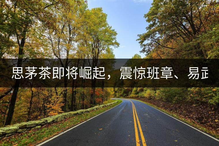 思茅茶即將崛起，震驚班章、易武！