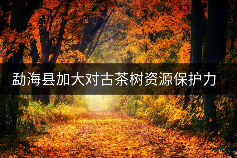 勐海縣加大對古茶樹資源保護力度 勐海縣加大對古茶樹資源保護力度
