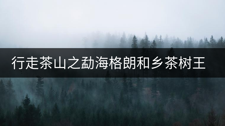 行走茶山之勐海格朗和鄉茶樹王考察記
