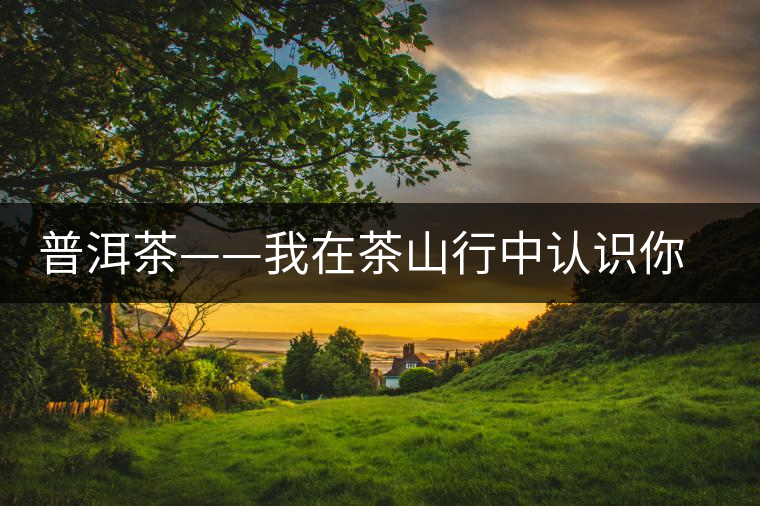 普洱茶——我在茶山行中認識你之景邁 普洱茶——我在茶山行中認識你之景邁