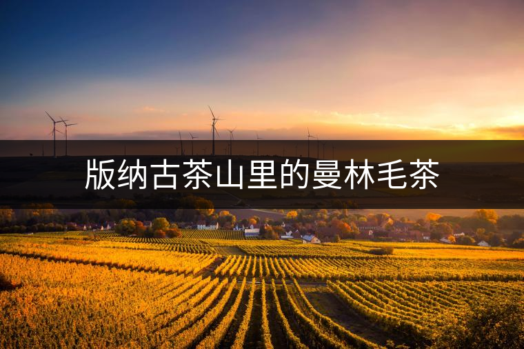 版納古茶山里的曼林毛茶 版納古茶山里的曼林毛茶