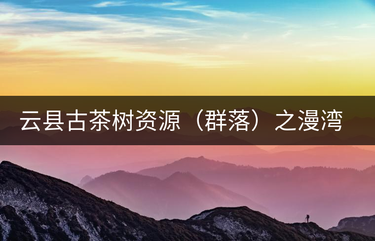 云縣古茶樹資源(群落)之漫灣鎮、茂蘭鎮大丙山 云縣古茶樹資源(群落)之漫灣鎮、茂蘭鎮大丙山