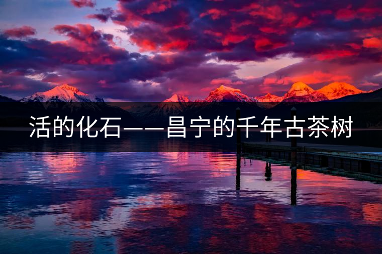 活的化石——昌寧的千年古茶樹 活的化石——昌寧的千年古茶樹