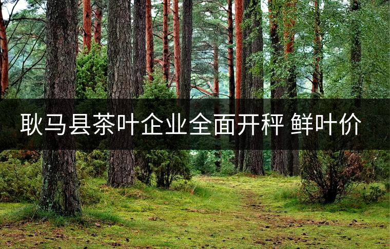 耿馬縣茶葉企業全面開秤 鮮葉價格上漲 耿馬縣茶葉企業全面開秤 鮮葉價格上漲