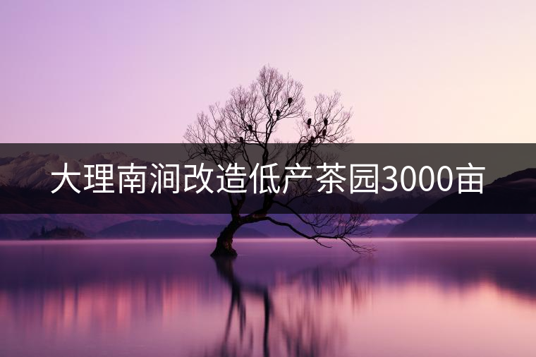 大理南澗改造低產茶園3000畝 大理南澗改造低產茶園3000畝
