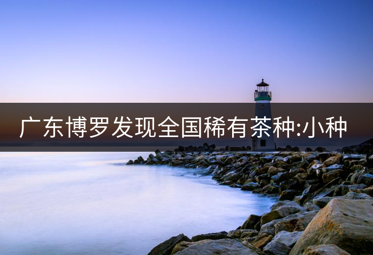 廣東博羅發現全國稀有茶種:小種紫芽茶