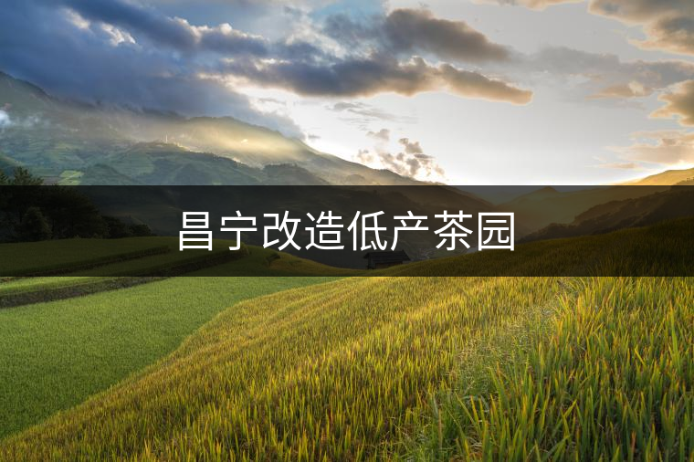 昌寧改造低產茶園
