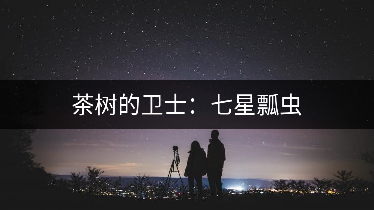 茶樹的衛士:七星瓢蟲 茶樹的衛士:七星瓢蟲