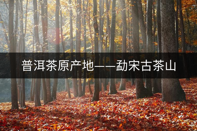 普洱茶原產地——勐宋古茶山 普洱茶原產地——勐宋古茶山