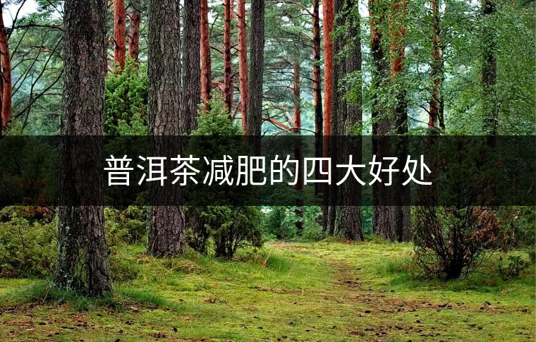 普洱茶減肥的四大好處 普洱茶減肥的四大好處